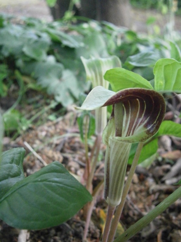 Jack-in-the-Pulpit